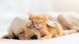 Almo Nature regala un mese di alimenti gratis se adotti un cane o un gatto